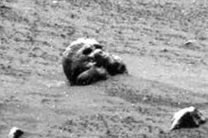 Охотники за НЛО заметили на Луне голову животного, появились кадры