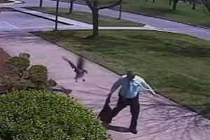 Камера наблюдения сняла момент, как на американского полицейского напал агрессивный гусь