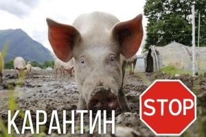 В Ровенской области объявили карантин: причиной стала африканская чума свиней