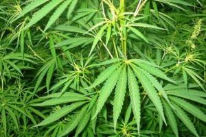 Ученые рассказали о связи между марихуаной и сексуальной ориентацией