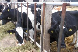 В Волынской области обворовали ферму