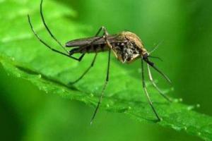 Американские ученые выяснили, где на самом деле откладывают яйца комары