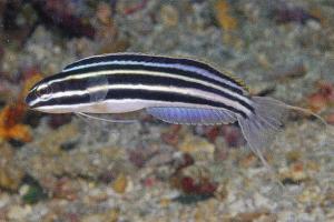 Ученые шокировали открытием: в яде тропических рыбок имеется аналог героина