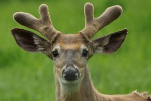 В Канаде олень на полном ходу врезался в мужчину, который вышел из автомобиля