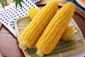 Кращі сорти кукурудзи в Україні