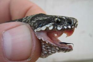 В Львовской области женщину укусила змея