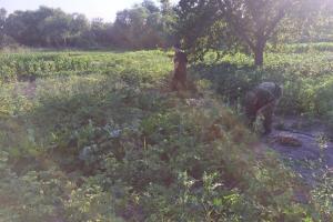В Луганской области полицейские разоблачили женщину, которая выращивала 191 куст снотворного мака