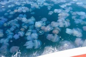 Море превратилось в кисель: медузы выгнали с пляжей Крыма «миллионного туриста»