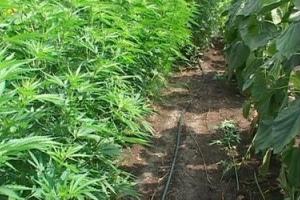 В Хмельницкой области 69-летний пенсионер выращивал более 300 кустов конопли