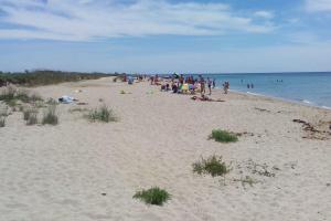 Пляжи оккупированного Крыма зарастают травой