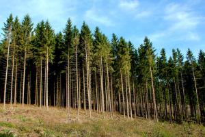 Журналист: Под Киевом убиты два сотрудника лесного хозяйства