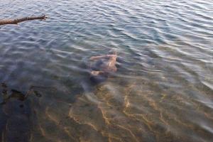 В Житомирской области 21-летний парень утонул в пруду