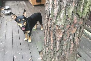 Известного украинского певца покусала собака: вакцины в больнице не оказалось 