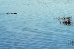 Водолазы вторые сутки ищут утонувшего парня в Киевской области