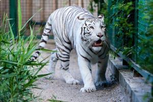 Настоящая сенсация: в зоопарке Бердянска вновь родились белые тигрята