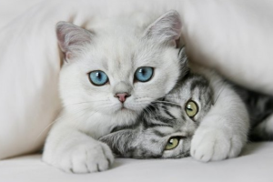 День кота: Британское посольство подсчитало "усатых работников" в правительстве