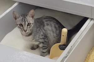 В одном из супермаркетов Киева кот перепутал ящик сахара с туалетом