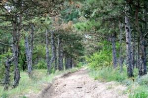 В лесу Херсонской области заблудилась женщина