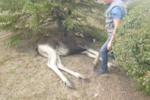 В Киеве провели операцию по спасению приплывшего в город по Днепру лося