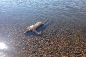 В Херсонской области в воде был обнаружен труп мужчины