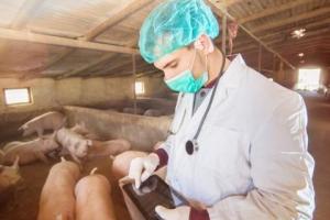 В Харьковской области зафиксированы вспышки африканской чумы