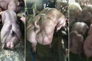 В сети появилось видео свиней-мутантов, которых разводят в Камбоджи