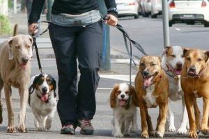 В Киеве запретили выгуливать собак возле школ, детсадов и больниц