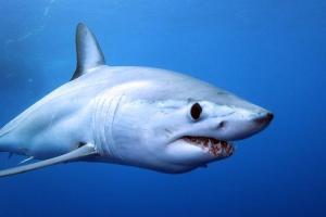 В Австралии женщина поймала руками акулу и отнесла ее в океан