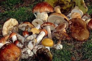 Грибами в Черниговской области отравился 21 человек, есть погибшие