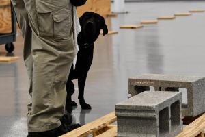 Из ЦРУ уволили породистую суку, отказавшуюся работать на ведомство