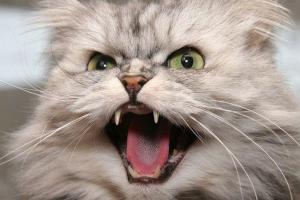 Беспородным животным запретят размножаться: нардепы подготовили новый законопроект