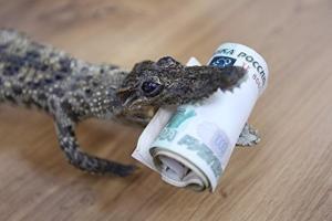 "Доход двоюродного племянника Путина — 5,5 млн в день, удивляешься только тому, куда в них лезет", - политик