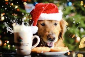 Новый год 2018: Что необходимо делать, чтобы весь год вас не покидали счастье и деньги