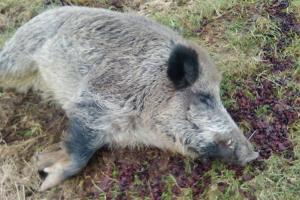 В Польше домашний кабан Хрюмек сбежал от хозяина и вернулся домой пьяным