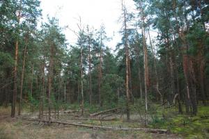 В Ровенской области неизвестные в балаклавах напали на лесную охрану