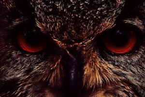 В Украине набирает обороты новая суицидальная игра для подростков «Красная сова»