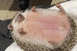 Жирных израильских ежиков посадили на диету и заставили заниматься спортом