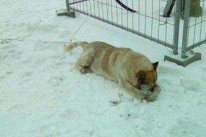 Жуткая смерть Рекса: в России садисты украли собаку, привязали ее за хвост и начали взрывать петарды