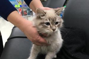 Выманили с помощью валерьянки: в аэропорту «Киев» хозяйка бросила красавицу-кошку и улетела