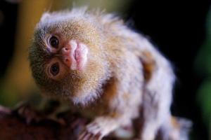 В Москве мужчина украл обезьяну у своей знакомой и зверски убил ее