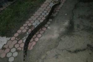 В Хусте местные жители убили 2-метрового удава, который полз по улице