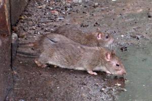 Ливни в Париже: огромные полчища крыс, спасаясь от воды, заполонили улицы