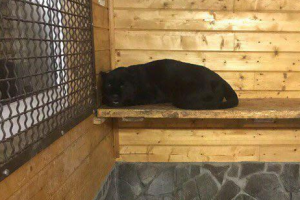 Смерть украинца в пасти пантеры: владелец хищника сваливает вину на погибшего