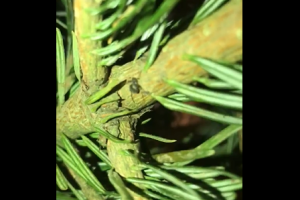 Россию атаковали «блохастые» елки: люди в ужасе избавляются от новогодних деревьев