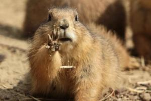 День сурка: Сегодня зверьки-синоптики предскажут, когда ждать весну