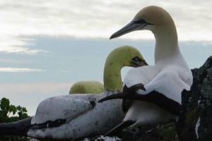 В Новой Зеландии умерла самая одинокая в мире птица