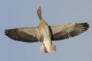 Охотника из США отправил в нокаут мертвый гусь