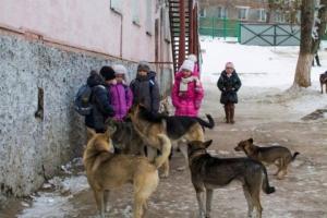 В Одесской области свора собак разорвала 6-летнюю девочку