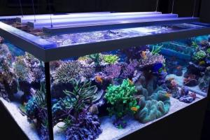 LED светильник для аквариума - экономичность, долговечность и надежность
