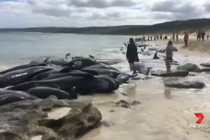 В Австралии более 150 дельфинов выбросились на берег: опубликовано видео